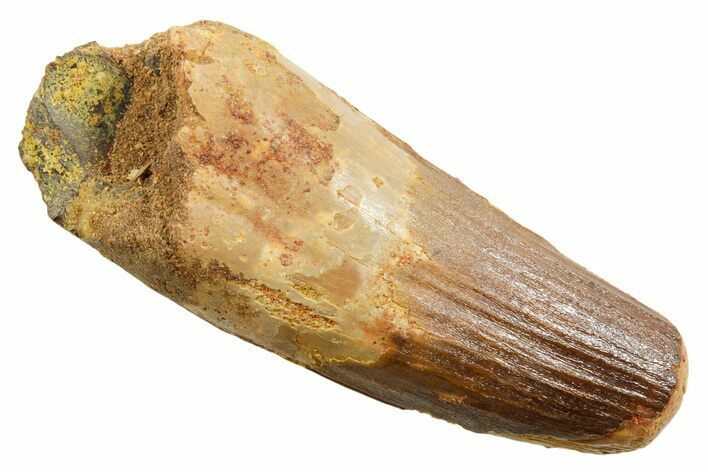 Fossil Spinosaurus Tooth - Robust Tooth #362831